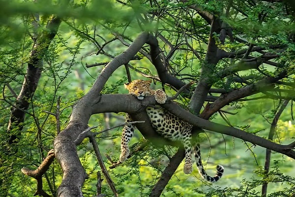 Leopard spotted in Aravalli biodiversity zone